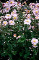 Königin Charlotte