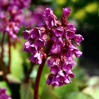 Purpurea