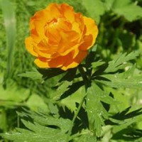 Asiatisk Engblomme