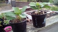 Hortensia stukket i august. Billedet er taget medio oktober.