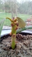 Rhodordendron medio oktober - se alle de fine knopper - mon det ikke er gode tegn?