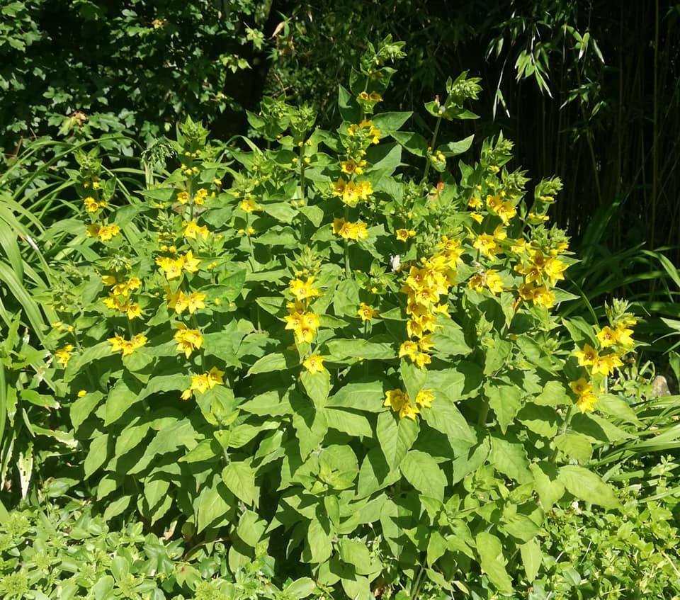 Prikbladet Fredløs (Lysimachia Punctata)