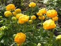 Engblomme Orange Princess
